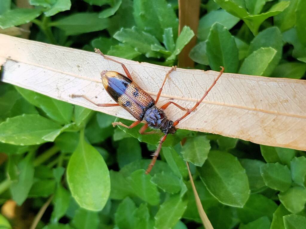 Phoracantha recurva (Eucalyptus Longhorn Beetle), Alice Springs NT
