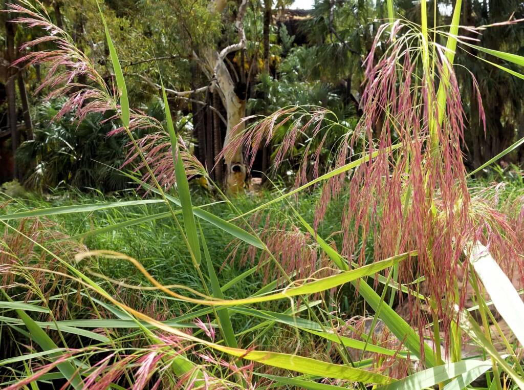Phragmites australis (Common reed), Palm Valley, Finke Gorge National Park