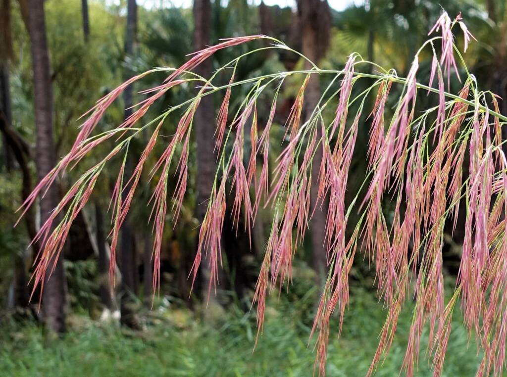 Phragmites australis (Common reed), Palm Valley, Finke Gorge National Park