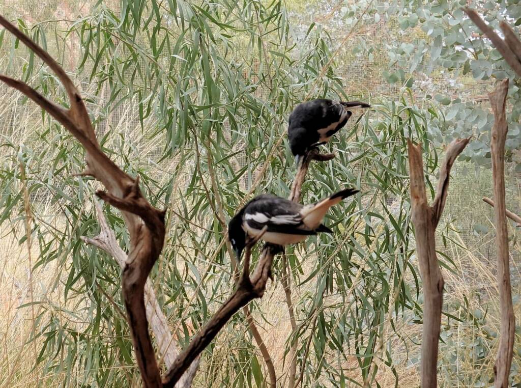 Pied Honeyeater (Certhionyx variegatus), Alice Springs Desert Park, NT