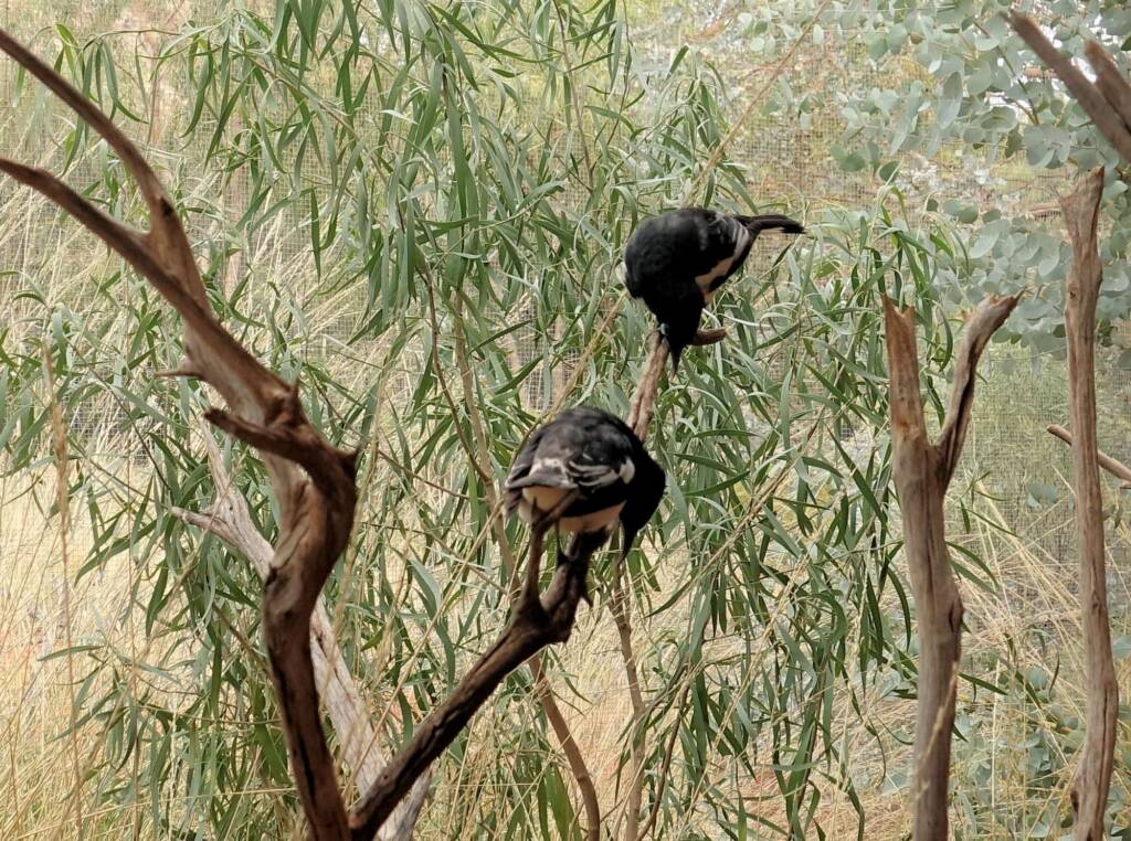 Pied Honeyeater (Certhionyx variegatus), Alice Springs Desert Park, NT