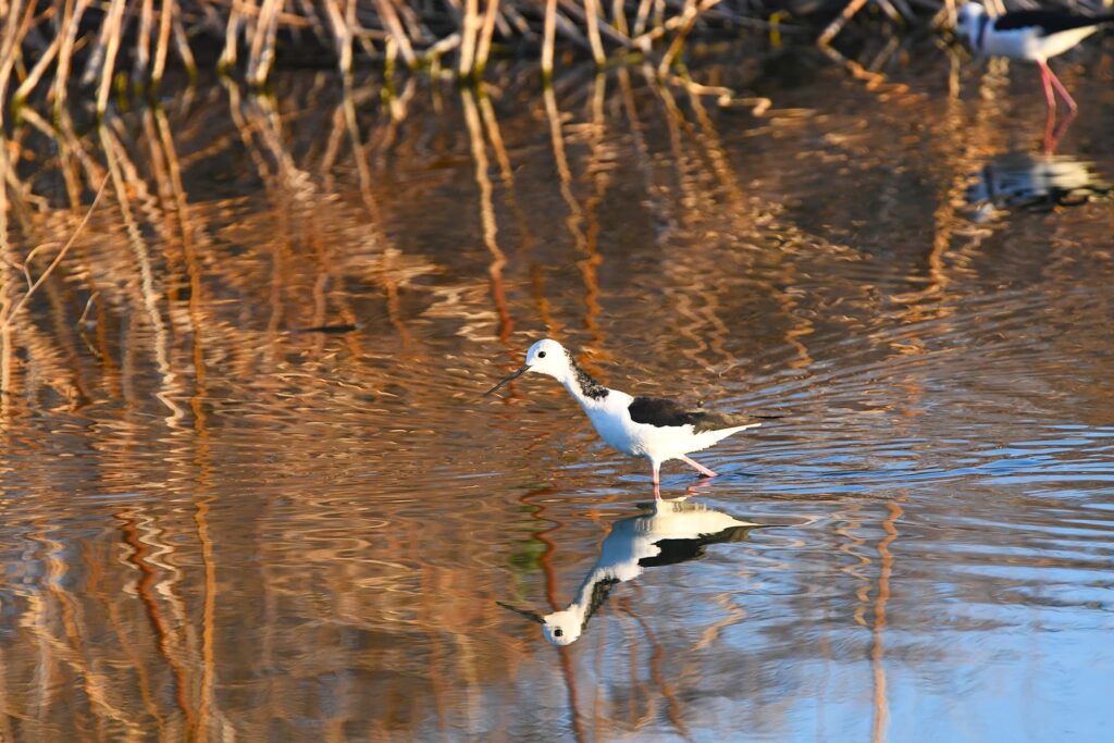 Pied Stilt (Alice Springs Sewage Ponds) © Dorothy Latimer