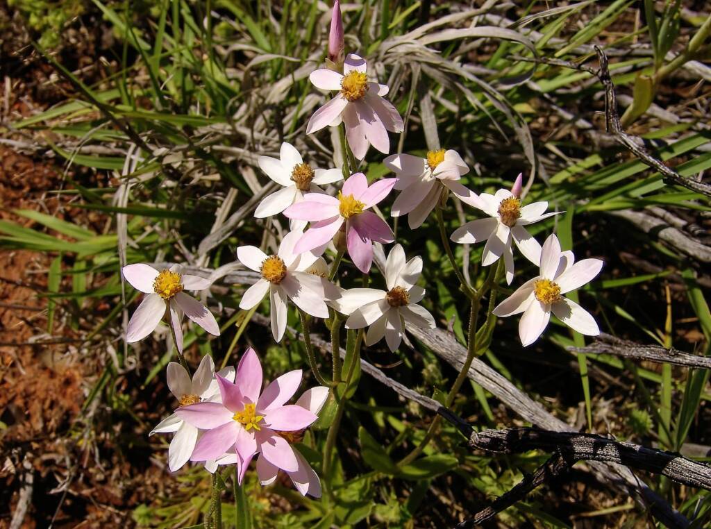 Pink Everlasting (Schoenia cassiniana), Ilparpa Claypans, Alice Springs NT