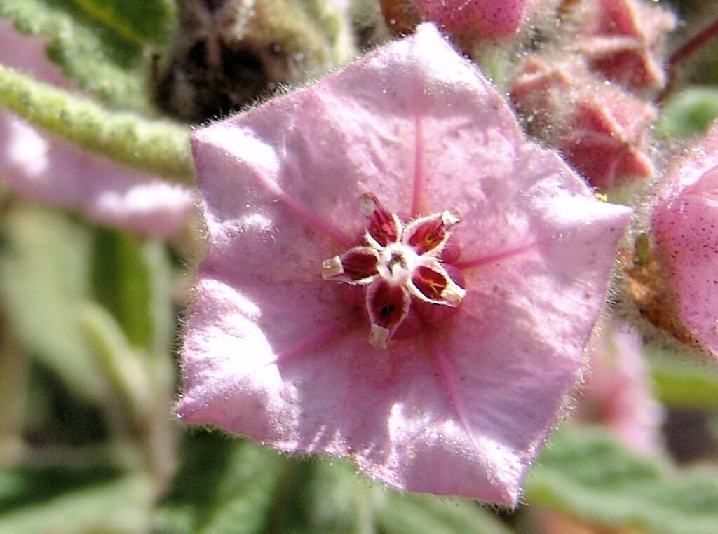 Pink Fire-bush (Commersonia magniflora), Olive Pink Botanic Garden