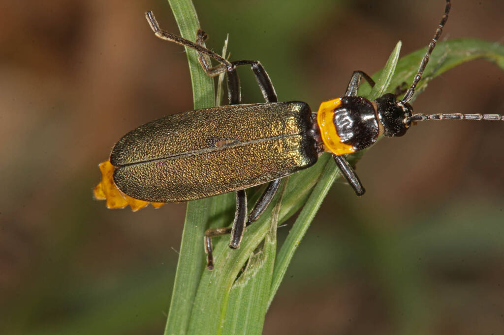 Plague Soldier Beetle (Chauliognathus lugubris), Ballandean QLD © Marc Newman