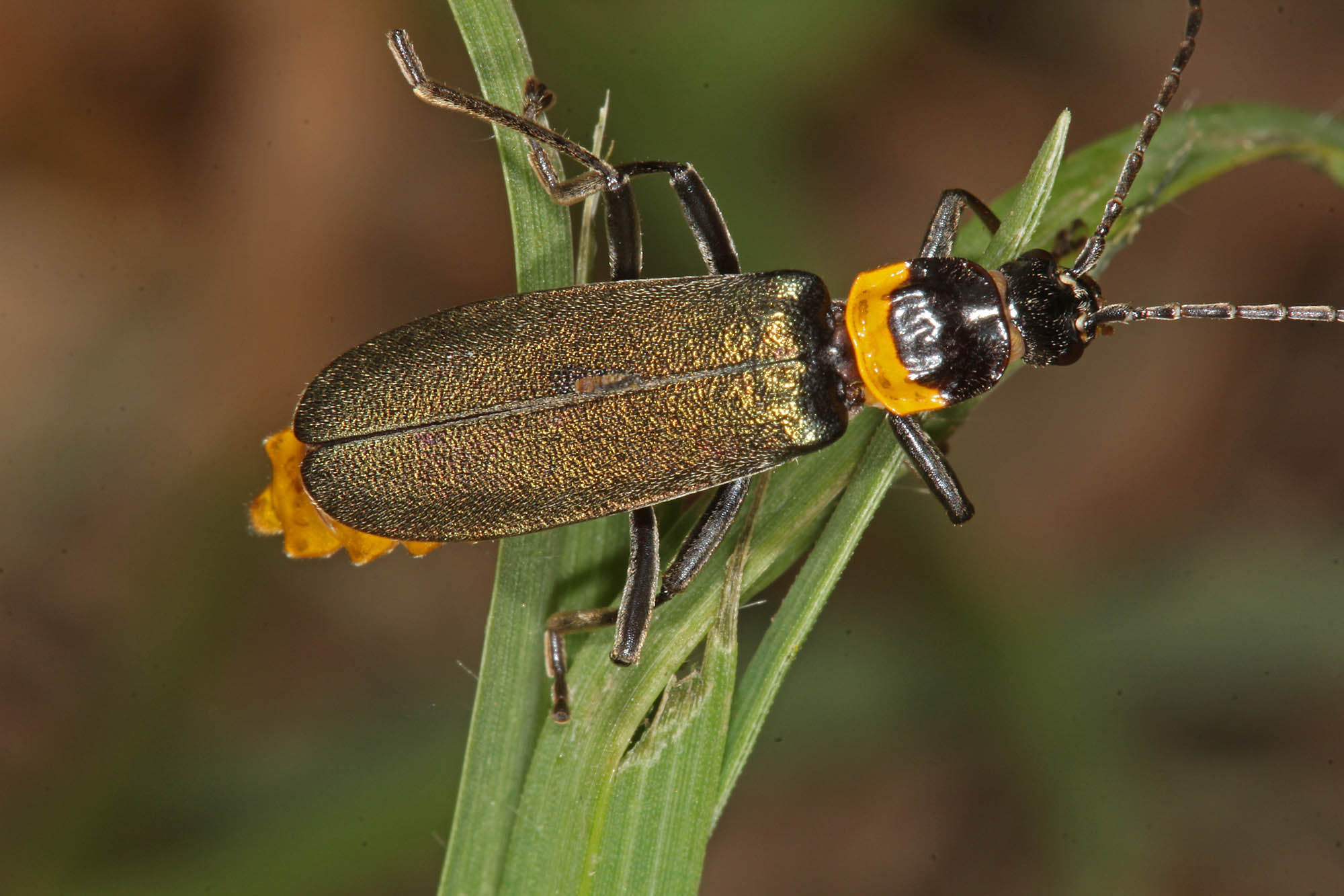 Plague Soldier Beetle Ausemade