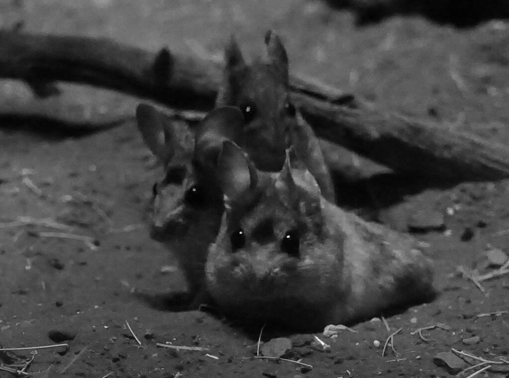 Plains Mouse (Pseudomys australis), Alice Springs Desert Park NT