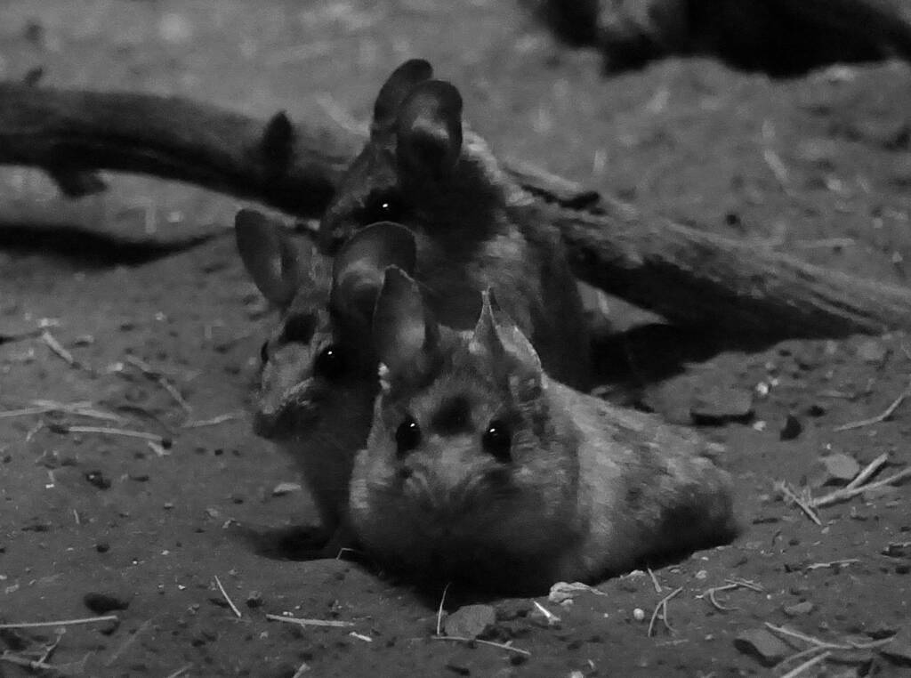 Plains Mouse (Pseudomys australis), Alice Springs Desert Park NT