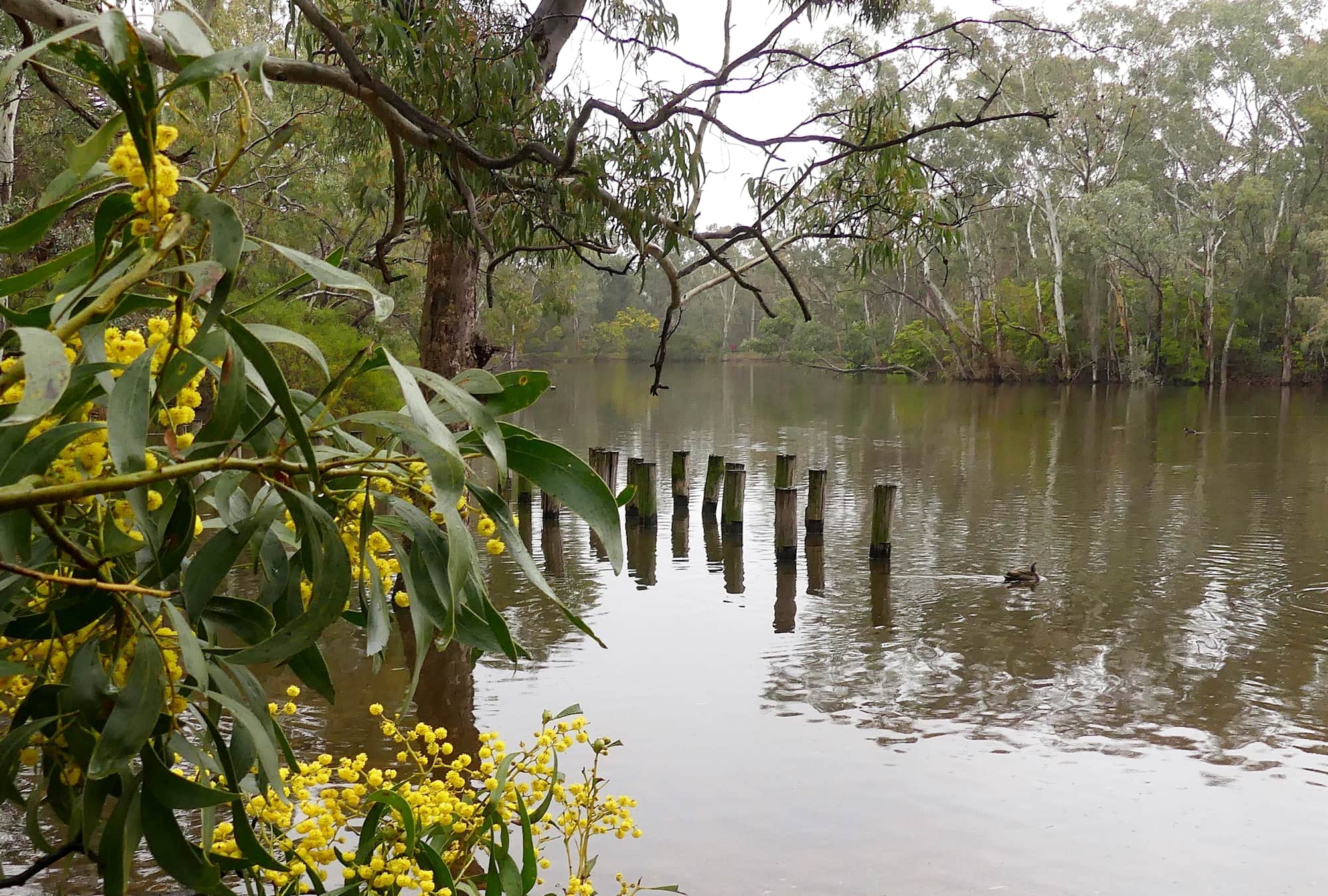 Playford Lake, Belair NP SA © Marianne Broug