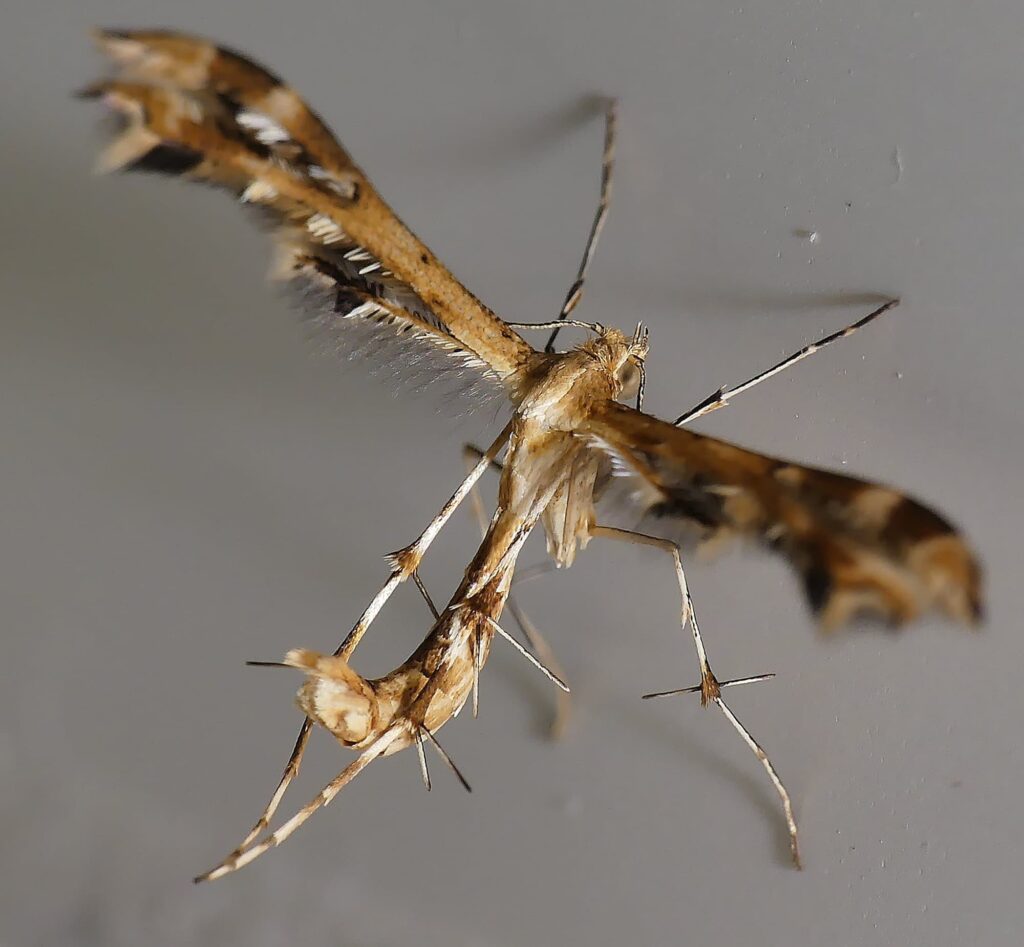 Plume Moth (Pterophoridae), Adelaide Hills SA © Marianne Broug