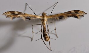 Plume Moth (Pterophoridae), Adelaide Hills SA © Marianne Broug