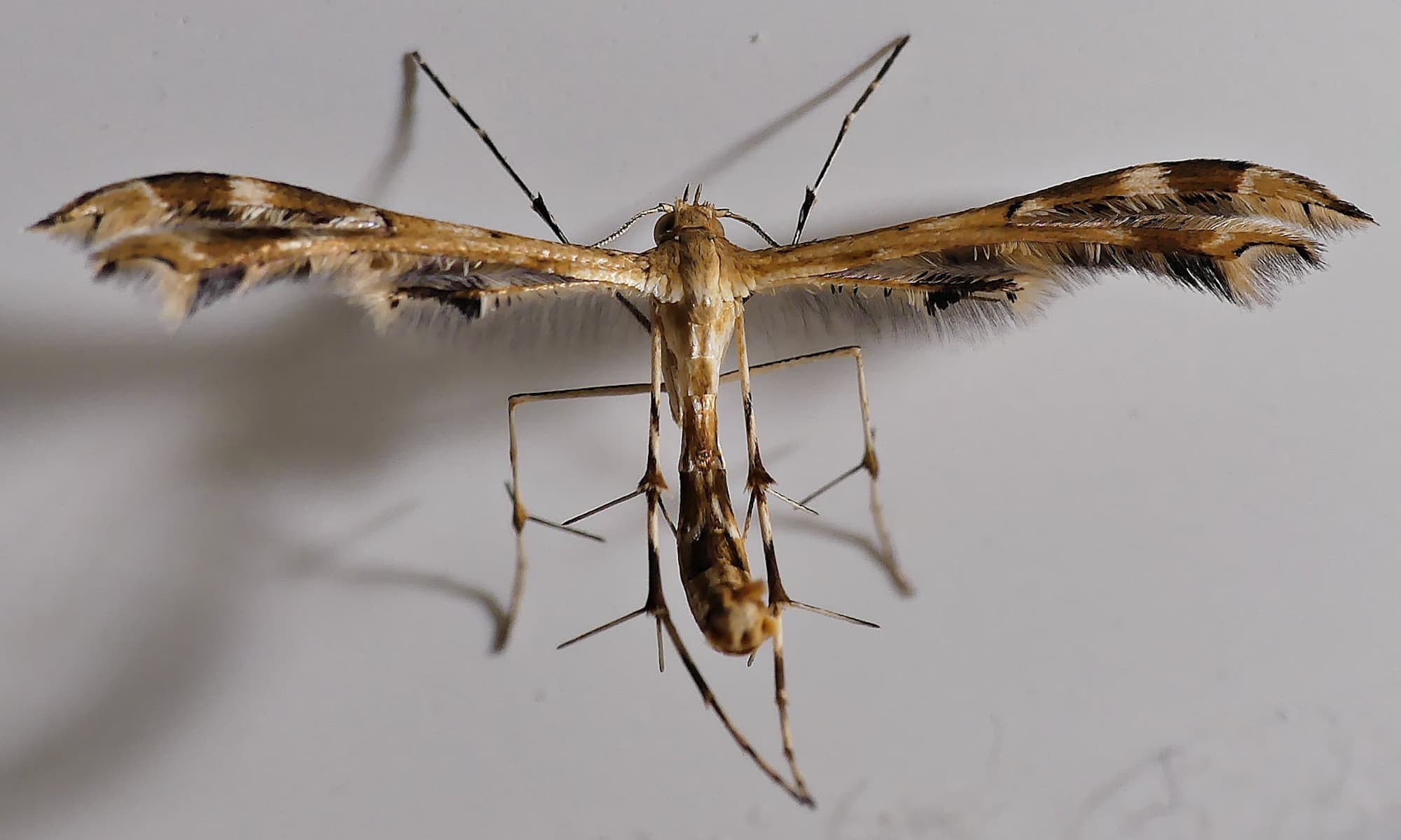 A little Plume Moth came to visit…