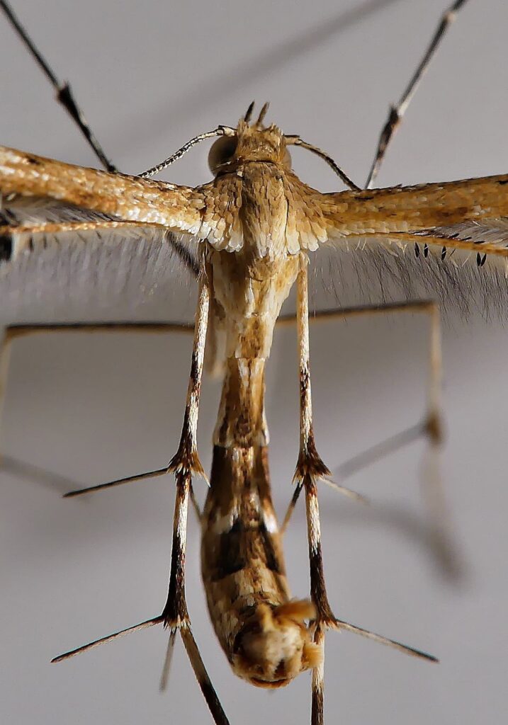 Plume Moth (Pterophoridae), Adelaide Hills SA © Marianne Broug