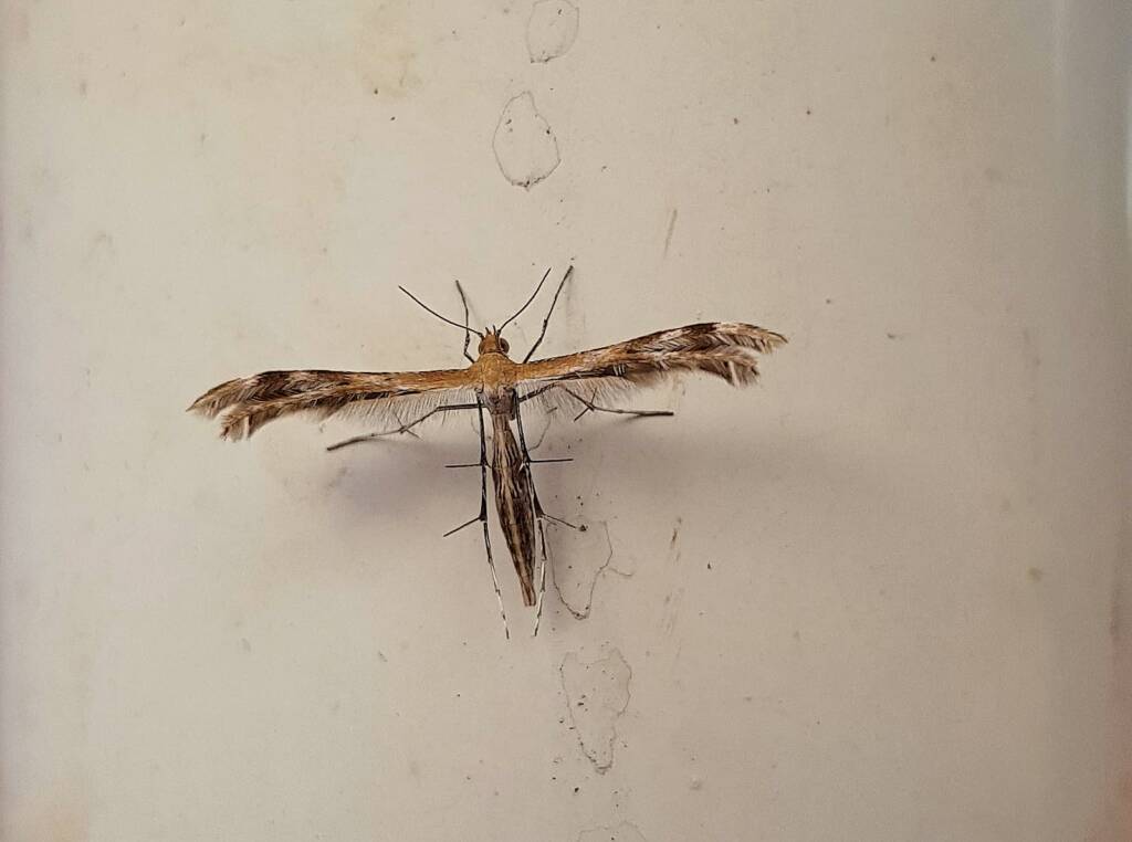 Plume Moth (family Pterophoridae), Alice Springs, NT