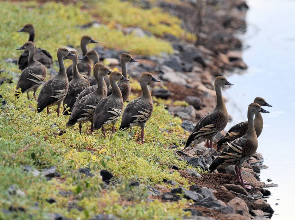 Plumed Whistling-Duck (Dendrocygna eytoni), Alice Springs Sewage Ponds, NT © Dorothy Latimer