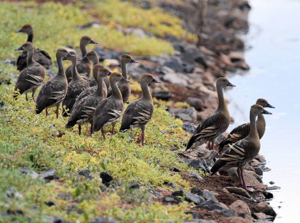 Plumed Whistling-Duck (Dendrocygna eytoni), Alice Springs Sewage Ponds, NT © Dorothy Latimer