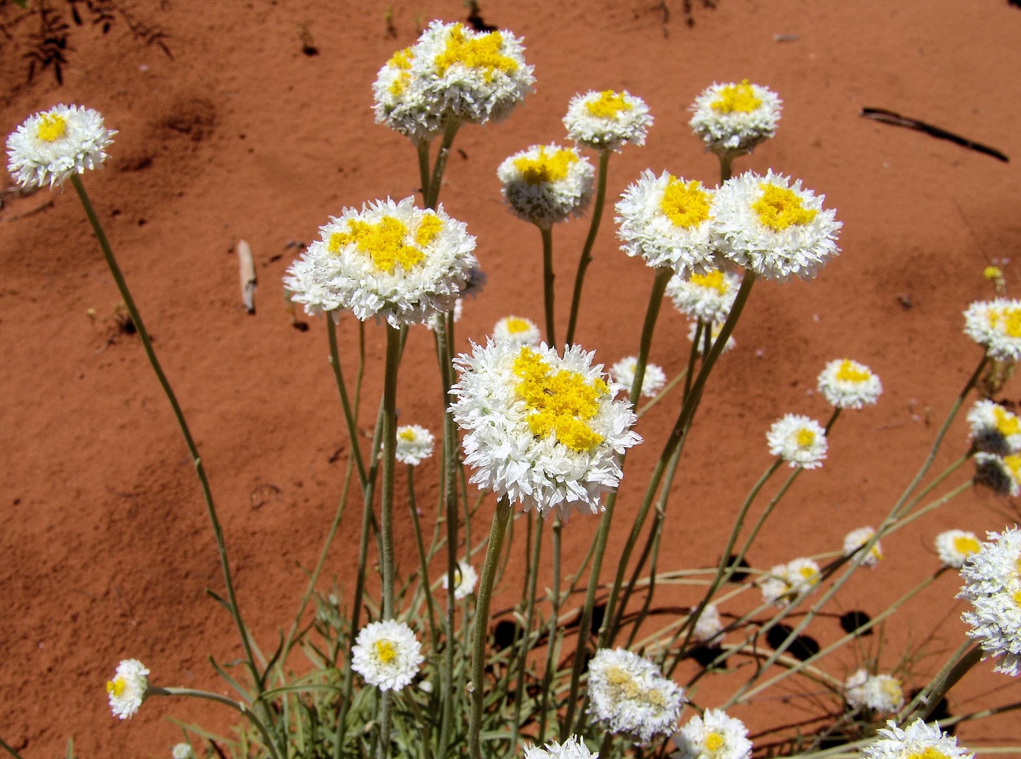 Poached Egg Daisy (Polycalymma stuartii)
