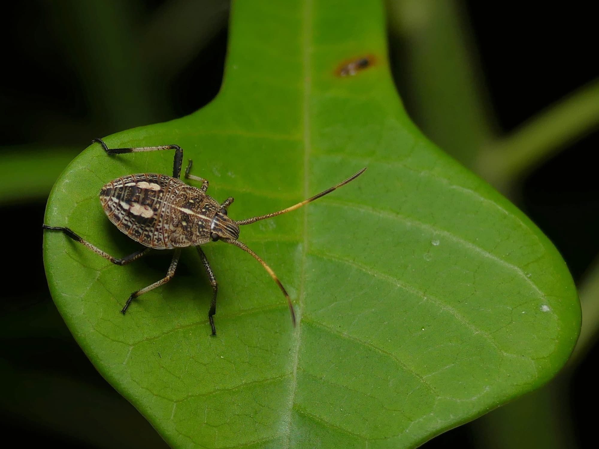 Gum Tree Shield Bug (Poecilometis strigatus), Brisbane QLD © Stefan Jones