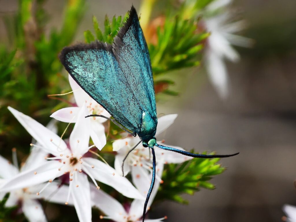 Satin-green Forester (Pollanisus viridipulverulenta) on Fringe Myrtle (Calytrix tetragona), SA © Marianne Broug