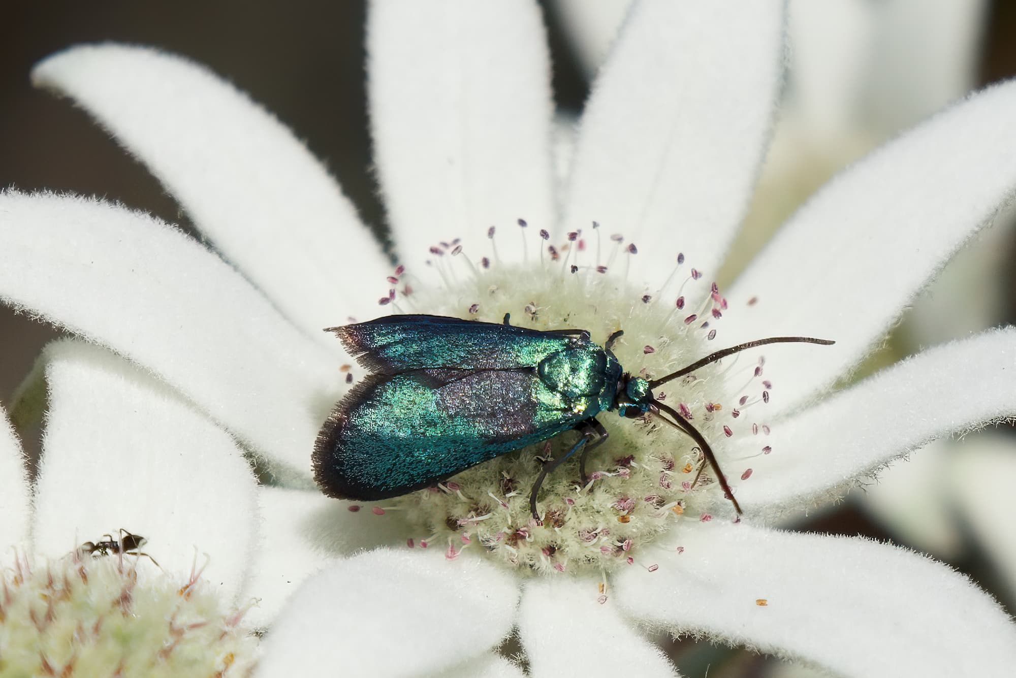 Satin-green Forester Moth (Pollanisus viridipulverulenta), South Ulladulla NSW © Phil Warburton