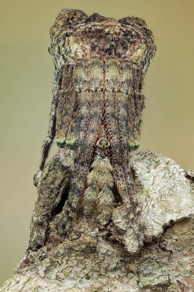 Poltys sp (Twig Spider), Narara NSW © Michael Doe