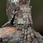 Poltys sp (Twig Spider), Woy Woy Bay NSW © Michael Doe