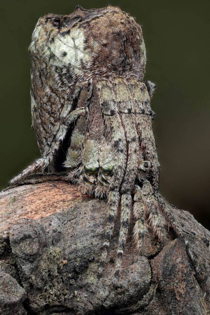 Poltys sp (Twig Spider), Woy Woy Bay NSW © Michael Doe