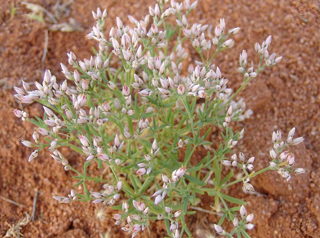 Polycarpaea brevifolia, Ilparpa Claypans, Alice Springs NT