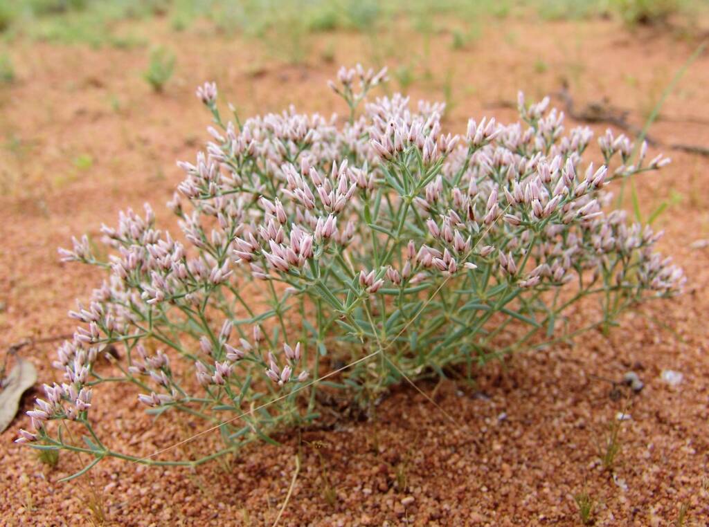 Polycarpaea brevifolia, Ilparpa Claypans, Alice Springs NT