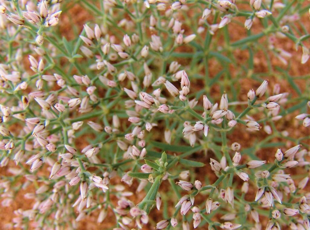 Polycarpaea corymbosa var brevifolia, Ilparpa Claypans, Alice Springs NT