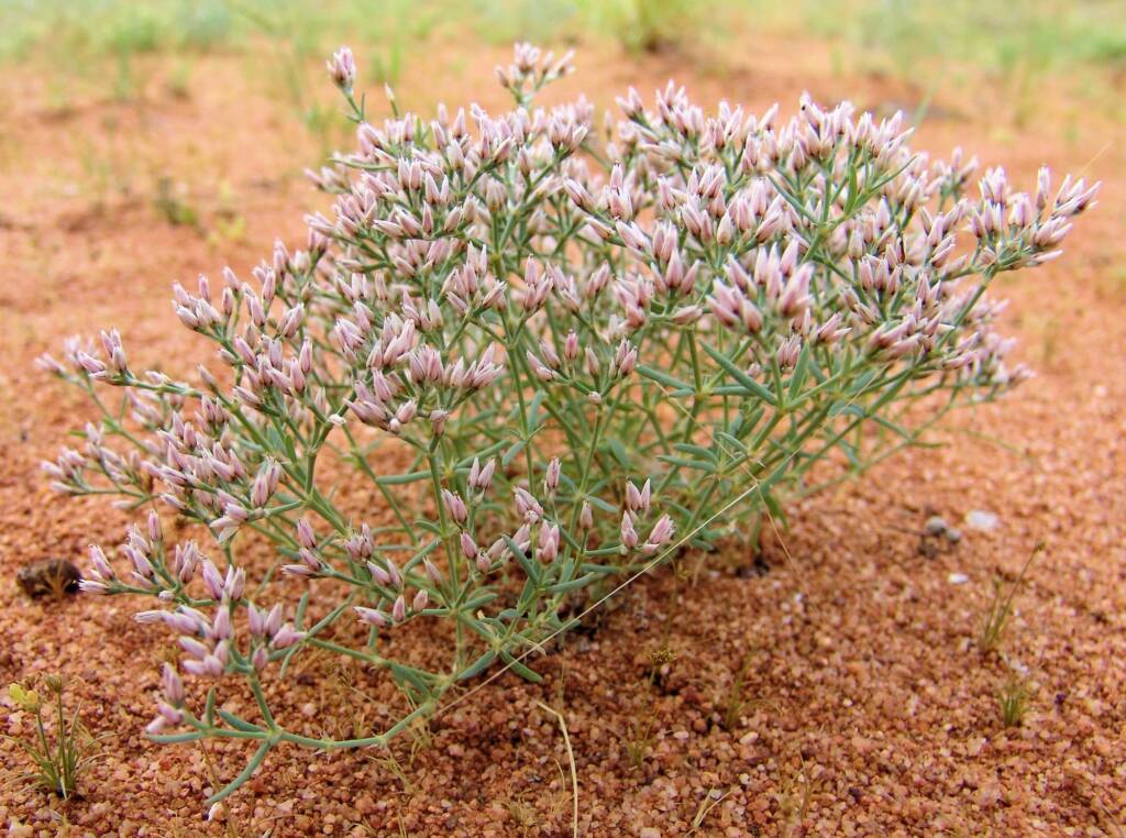 Polycarpaea corymbosa var brevifolia, Ilparpa Claypans, Alice Springs NT