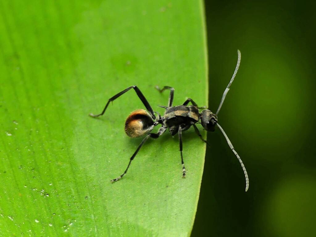 Golden-tailed Spiny Ant (Polyrhachis ammon), Gold Coast QLD © Stefan Jones