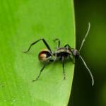 Golden-tailed Spiny Ant (Polyrhachis ammon), Gold Coast QLD © Stefan Jones