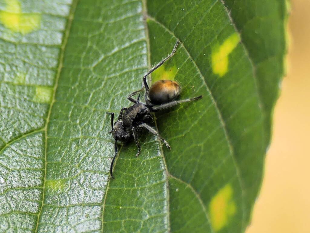Golden Spiny Ant (Polyrhachis aurea), Gold Coast QLD © Stefan Jones