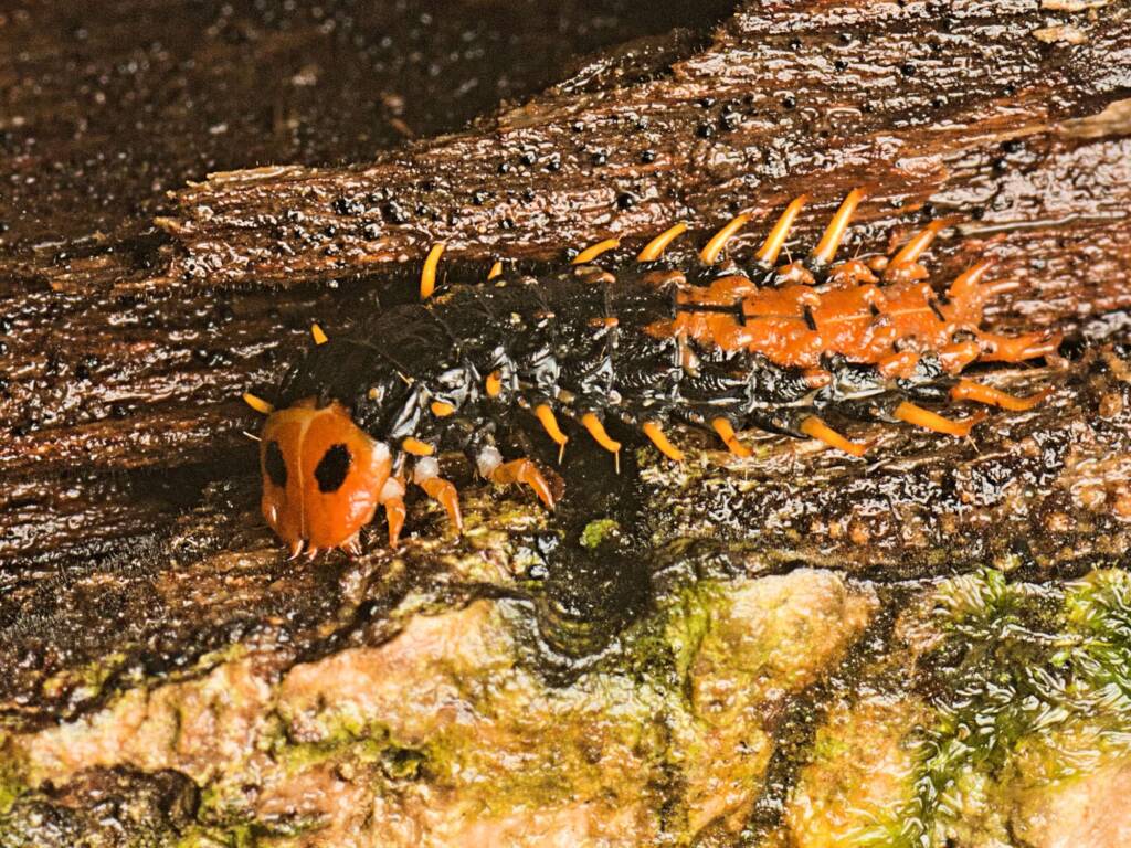 Larva of the genus Porrostoma Lycidae, Mount Glorious QLD © Tony Eales