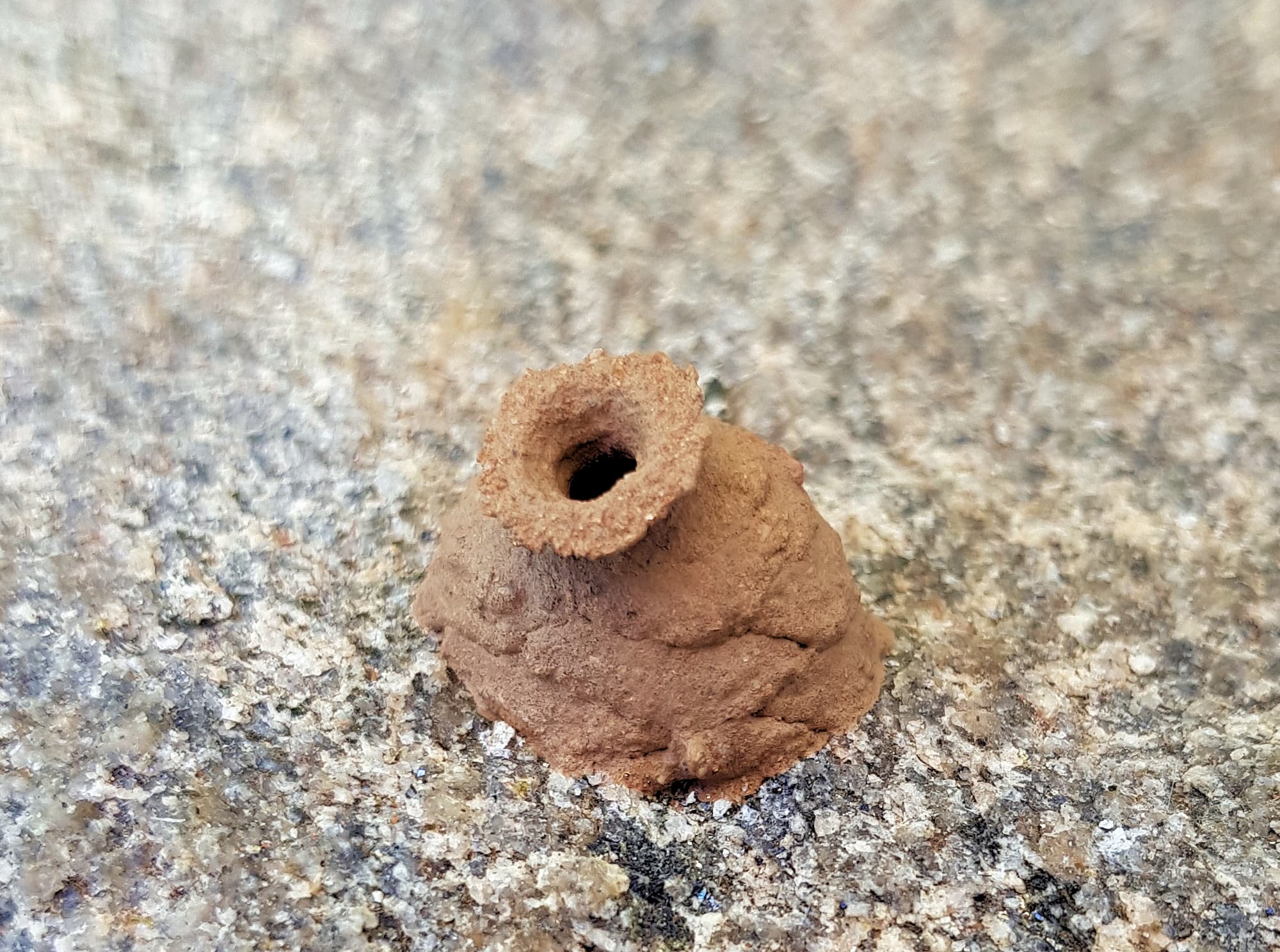 Nest of the Potter Wasp (Eumenes spp)