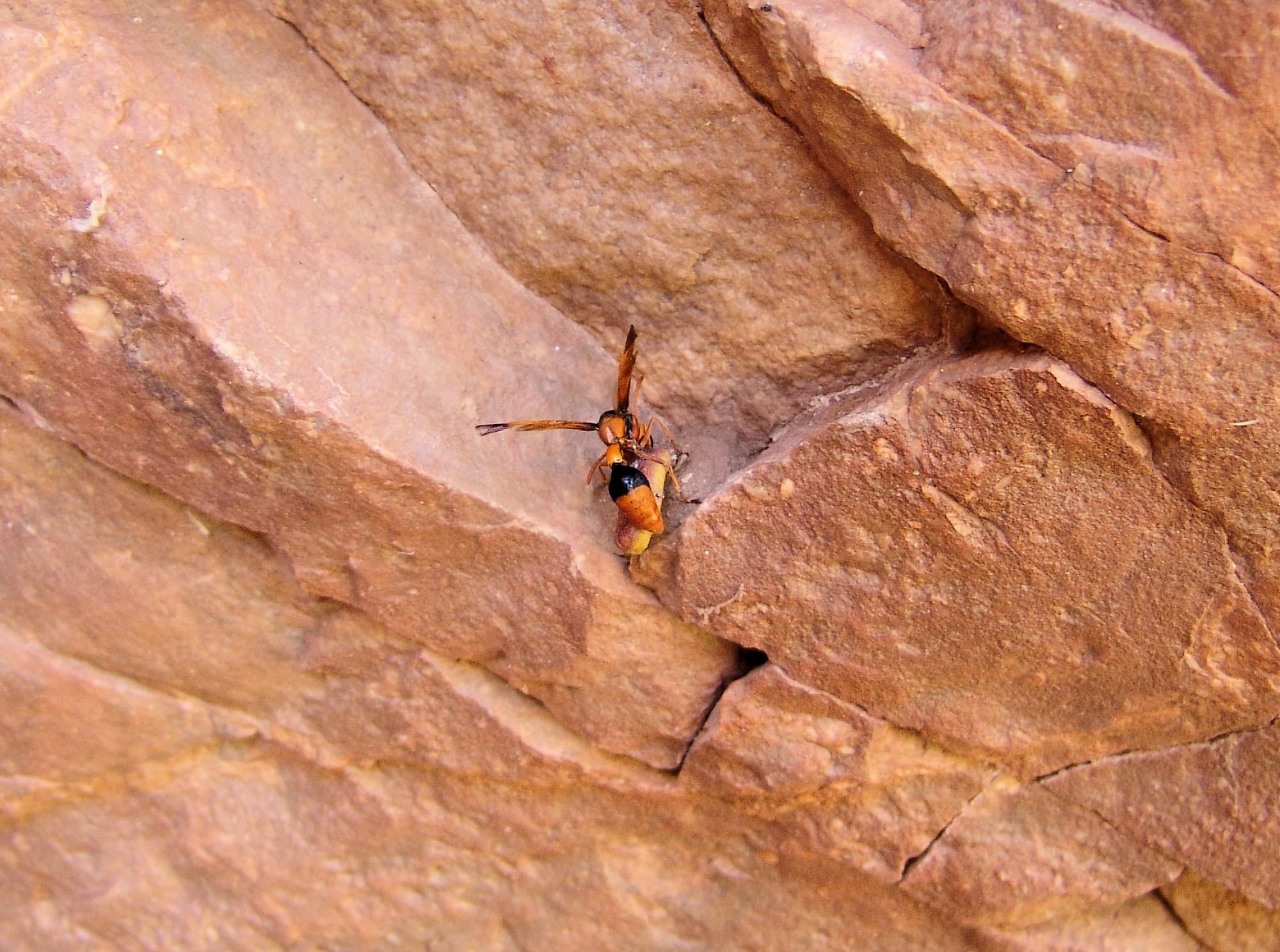 Potter Wasp (Delta latreillei) with caterpillar at Emily Gap (Emily and Jessie Gaps Nature Park), East MacDonnell Ranges