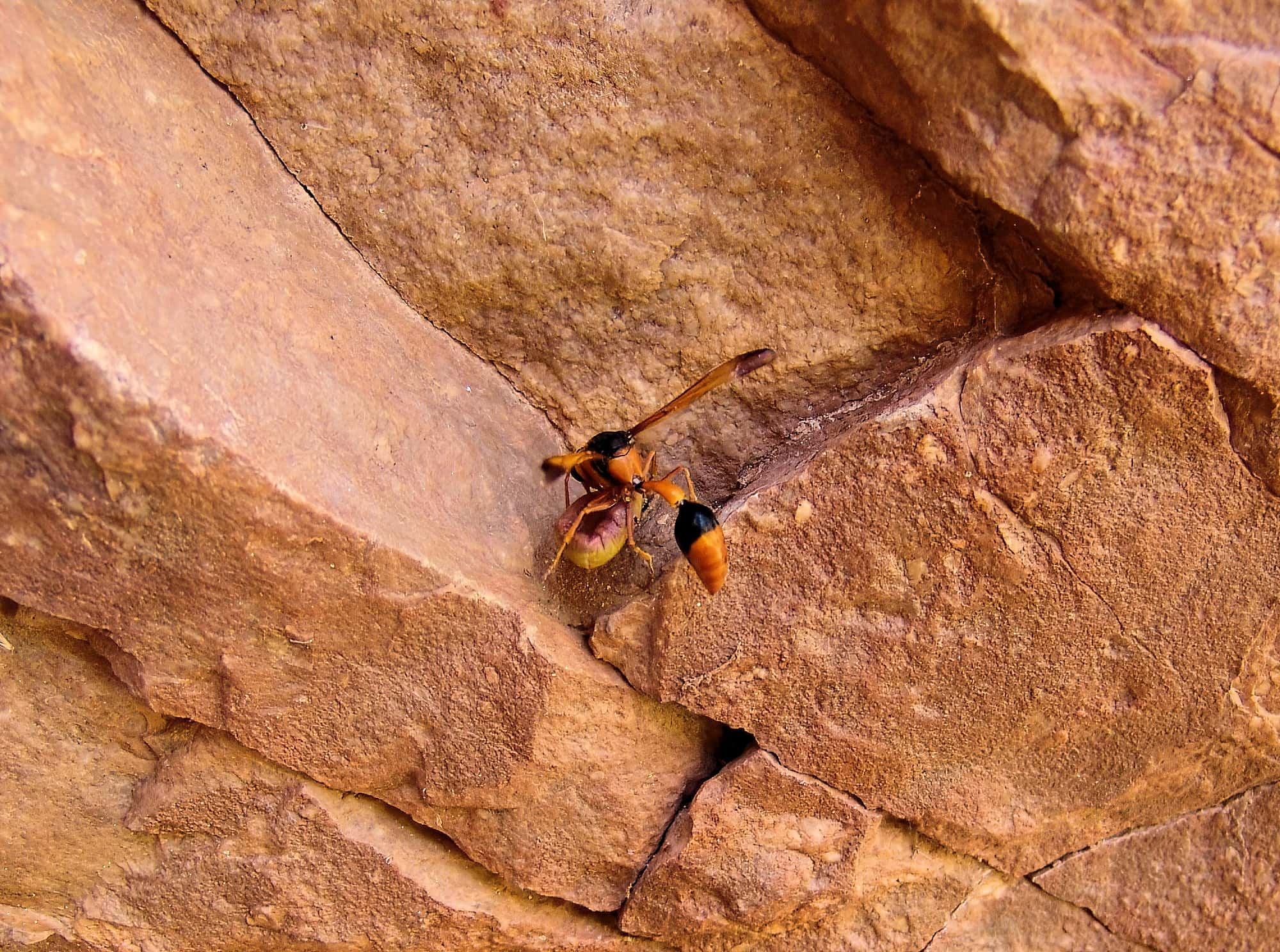 Potter Wasp (Delta latreillei) with caterpillar at Emily Gap (Emily and Jessie Gaps Nature Park), East MacDonnell Ranges