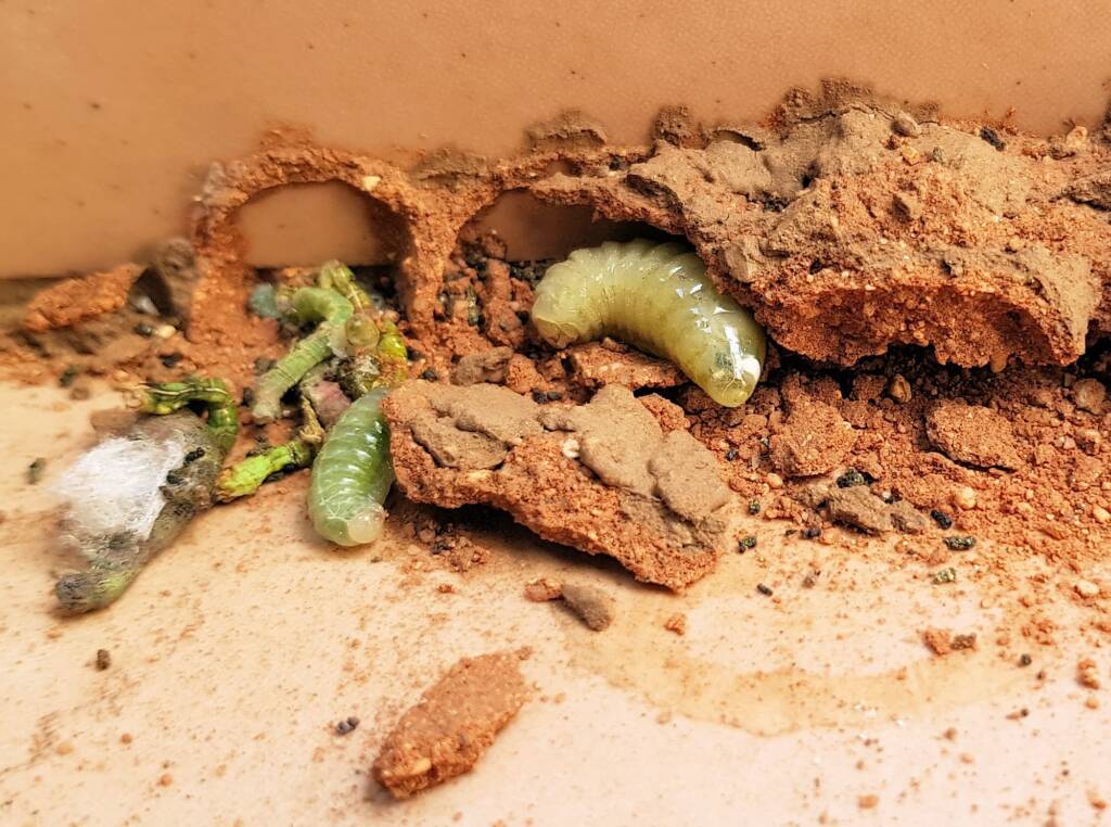Potter Wasp Larvae (Eumenes latreilli) in the mud nest, Alice Springs