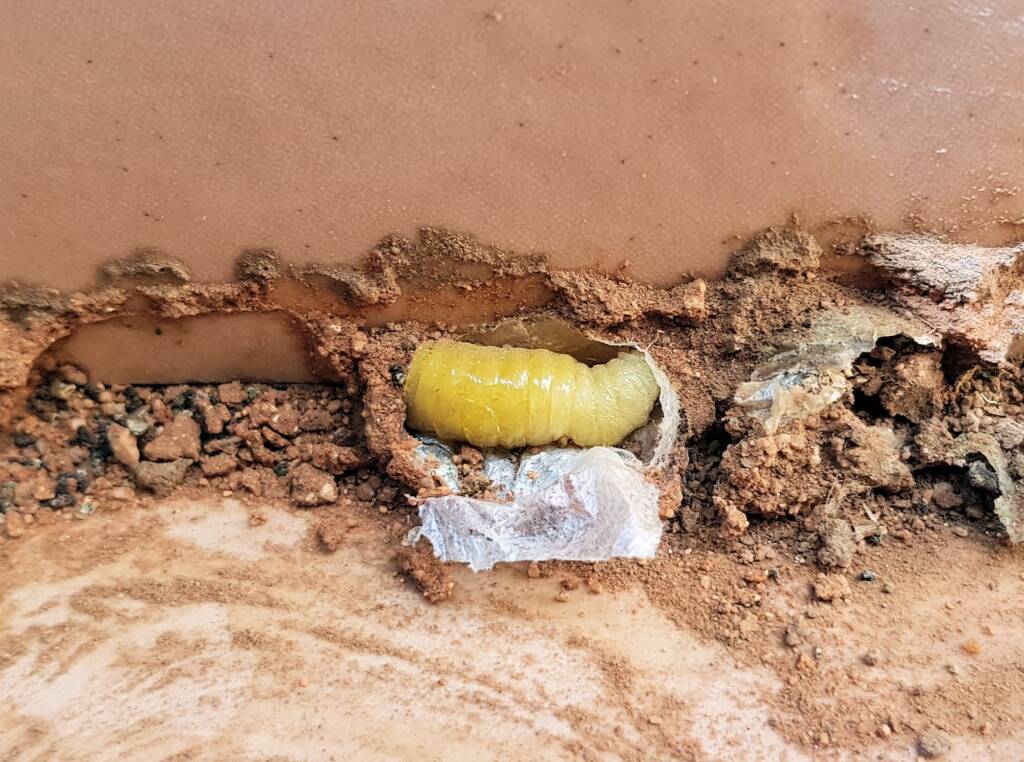 Potter Wasp Larva (Eumenes latreilli) in the mud nest, Alice Springs