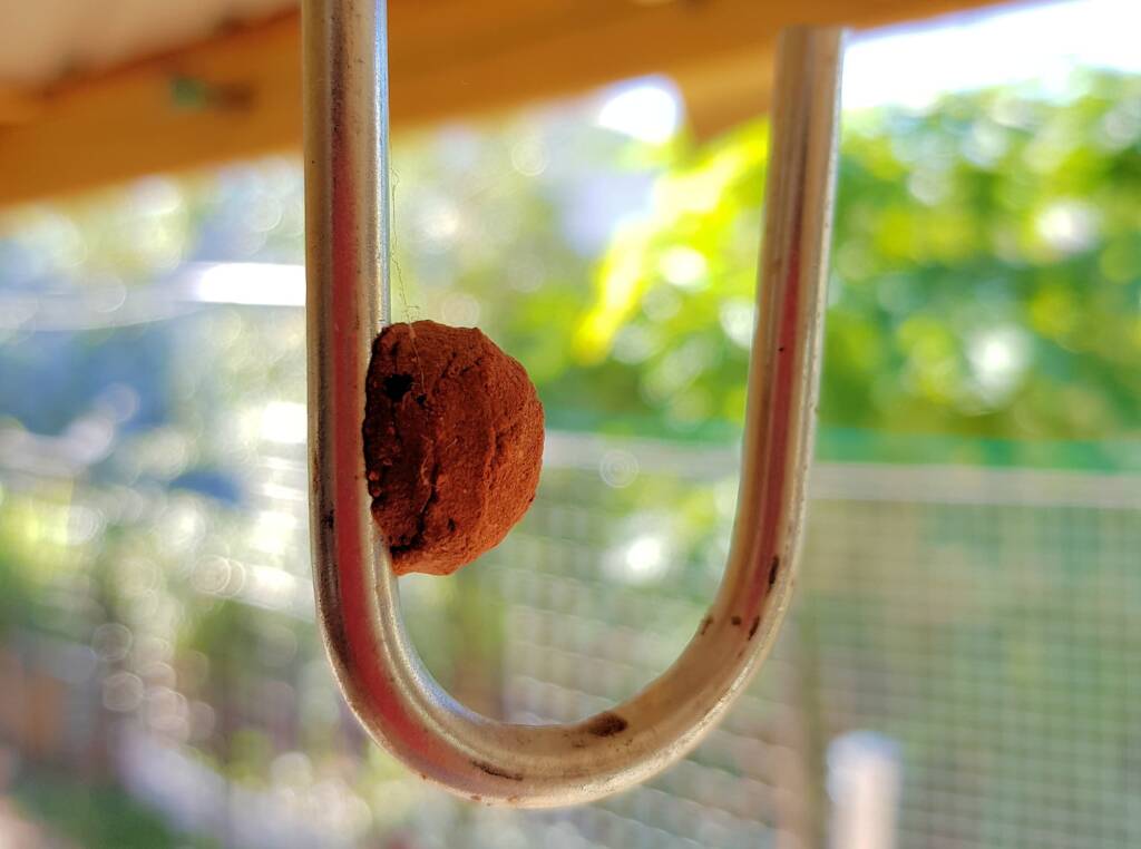 Potter wasp / Mud wasp nest on hook, Alice Springs, NT