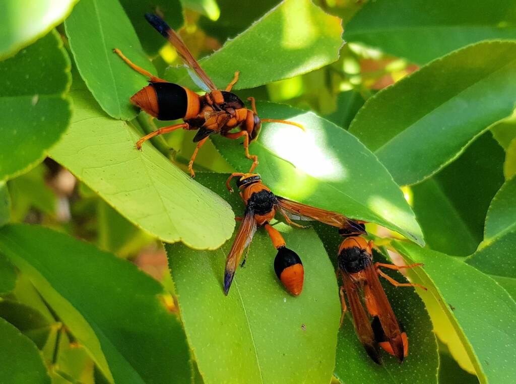 Orange Potter Wasp species resting in the shade of a lemon tree