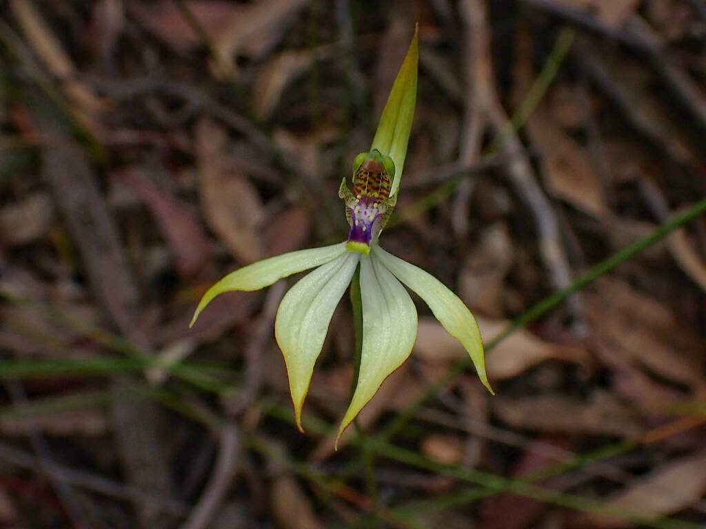 Praecoxanthus aphyllus (Leafless Orchid), Stirling Range National Park WA © Terry Dunham