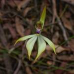 Praecoxanthus aphyllus (Leafless Orchid), Stirling Range National Park WA © Terry Dunham