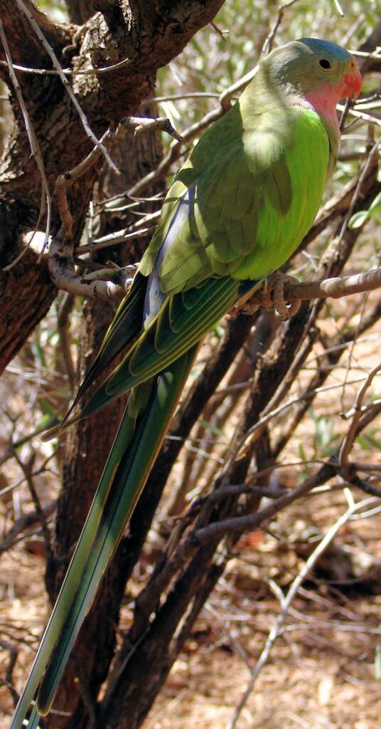 Princess Parrot (Polytelis alexandrae), Alice Springs Desert Park