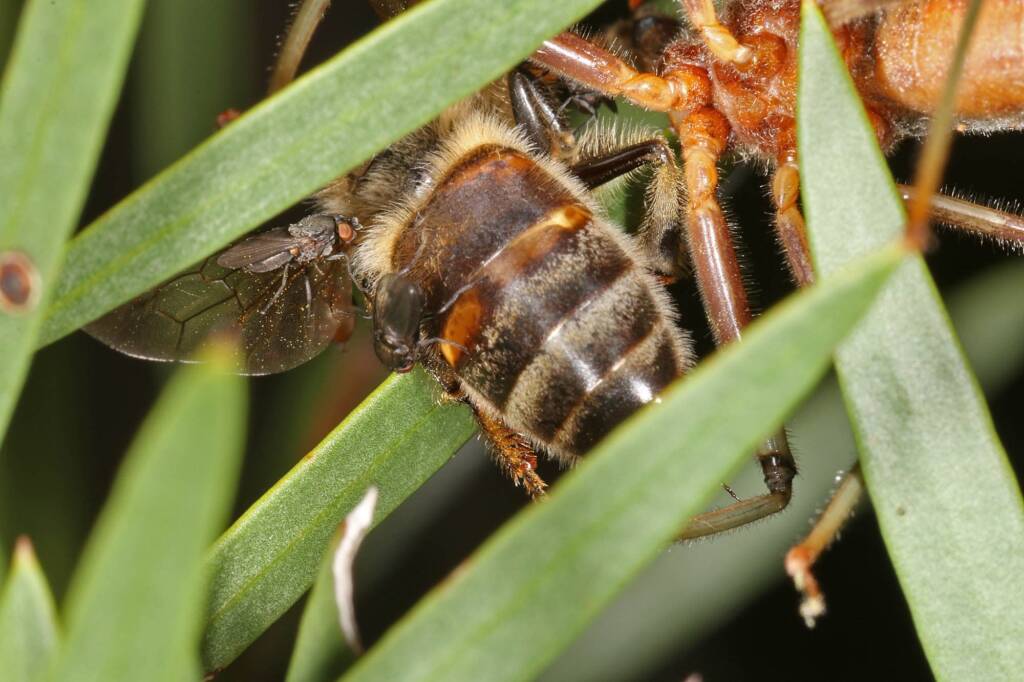 Genus Pristhesancus - Assassin bug with bee, Ballandean QLD © Marc Newman