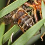 Genus Pristhesancus - Assassin bug with bee, Ballandean QLD © Marc Newman