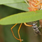Genus Pristhesancus - Assassin bug with Hylaeine Bee, Ballandean QLD © Marc Newman