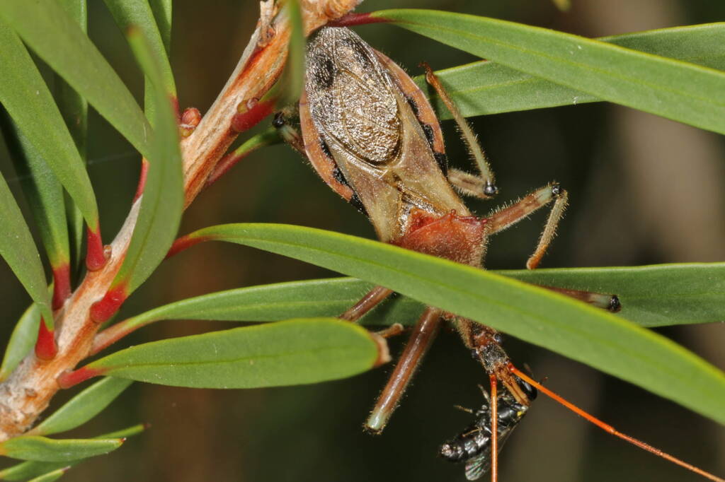 Genus Pristhesancus - Assassin bug with Hylaeine Bee, Ballandean QLD © Marc Newman