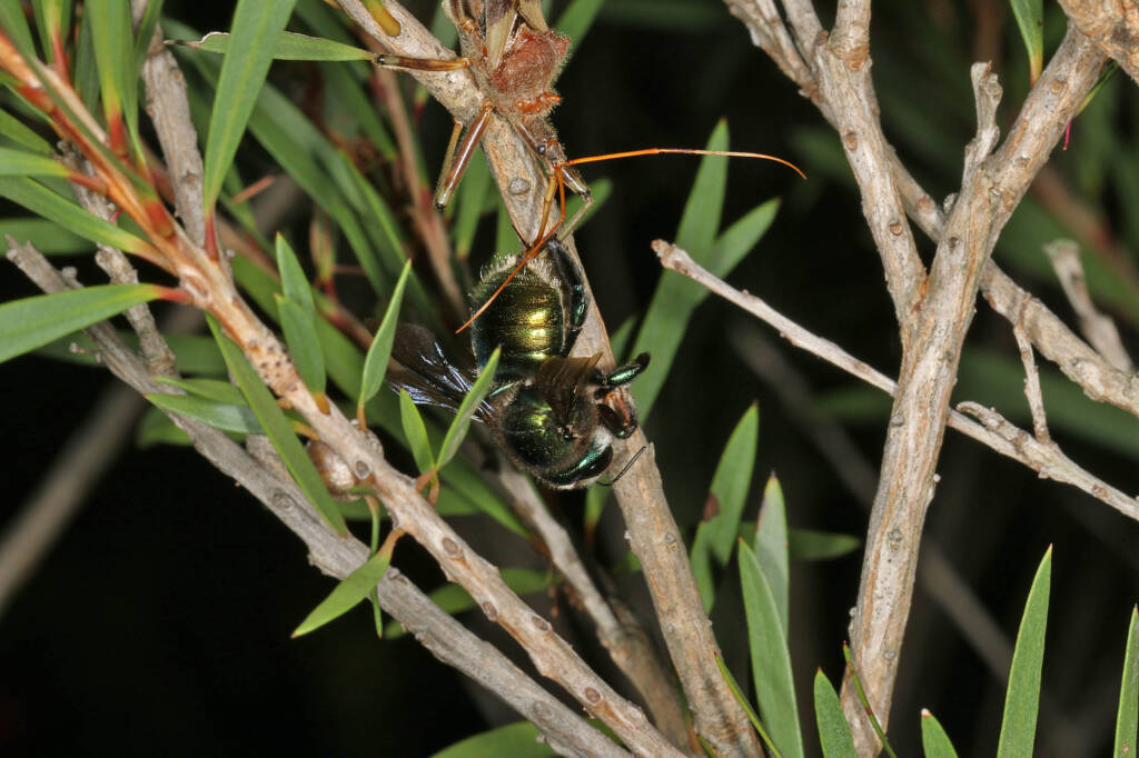 Pristhesancus plagipennis with Xylocopa aeratus, Ballandean QLD © Marc Newman